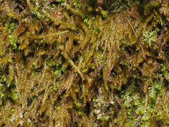 Scleropodium obtusifolium