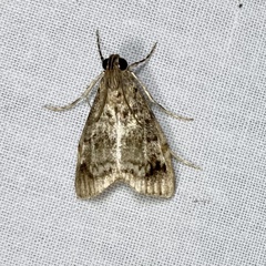 Stericta concisella