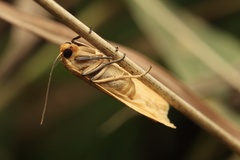 Danielithosia immaculata