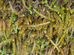 Scleropodium obtusifolium
