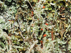 Cladonia bellidiflora