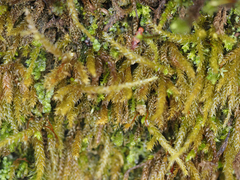 Scleropodium obtusifolium