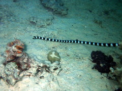 Laticauda laticaudata