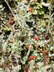 Cladonia bellidiflora