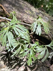 Elaphoglossum peltatum