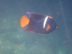 Holacanthus passer