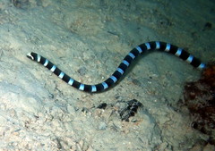 Laticauda laticaudata