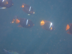 Holacanthus passer