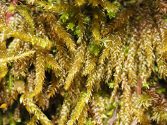 Scleropodium obtusifolium