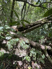 Elaphoglossum peltatum