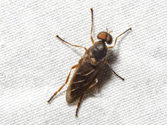 Chiromyzinae