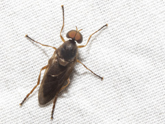 Chiromyzinae