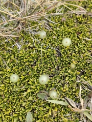 Coprosma petriei