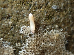 Caecum
