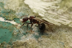 Dolichoderus thoracicus