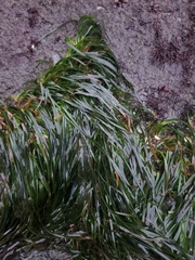 Phyllospadix scouleri