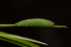Hermeuptychia sosybius