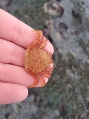 Telmessus cheiragonus