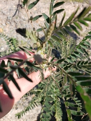 Astragalus trichopodus