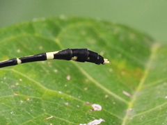 Austrogomphus prasinus