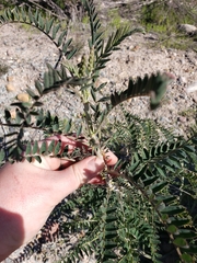 Astragalus trichopodus