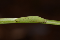 Hermeuptychia sosybius