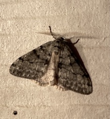 Phigalia strigataria