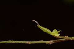 Ectropis crepuscularia