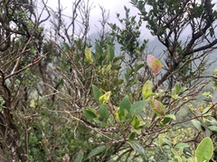 Vaccinium wrightii formosanum