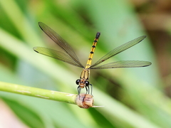 Diphlebia euphoeoides