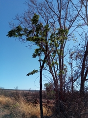 Albizia mainaea image