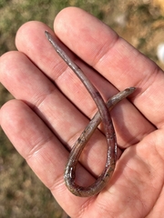 Indotyphlops braminus