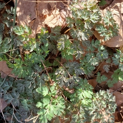 Corydalis incisa