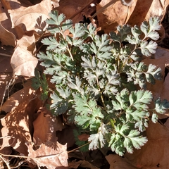 Corydalis incisa