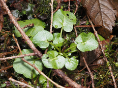 Cardamine breweri orbicularis