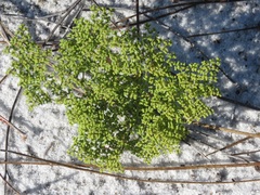 Paronychia chartacea