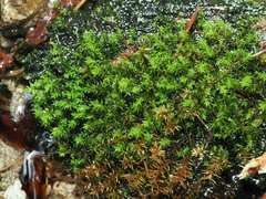 Dichodontium pellucidum