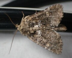 Oligia chlorostigma