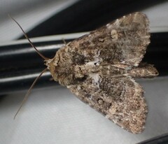 Oligia chlorostigma