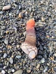 Pollicipes polymerus