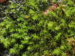 Dichodontium pellucidum