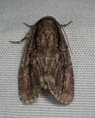 Sympistis badistriga