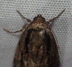 Sympistis badistriga