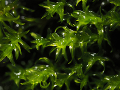 Dichodontium pellucidum