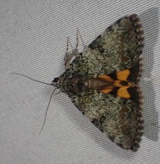 Catocala connubialis