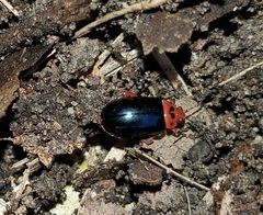 Kuschelina gibbitarsa