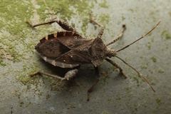 Acanthocoris scaber