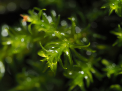 Dichodontium pellucidum