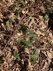 Rubus laciniatus
