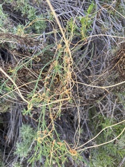 Cuscuta californica